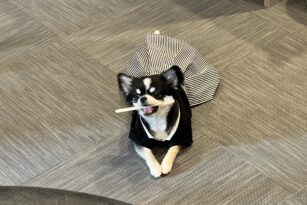 犬　歯ブラシ